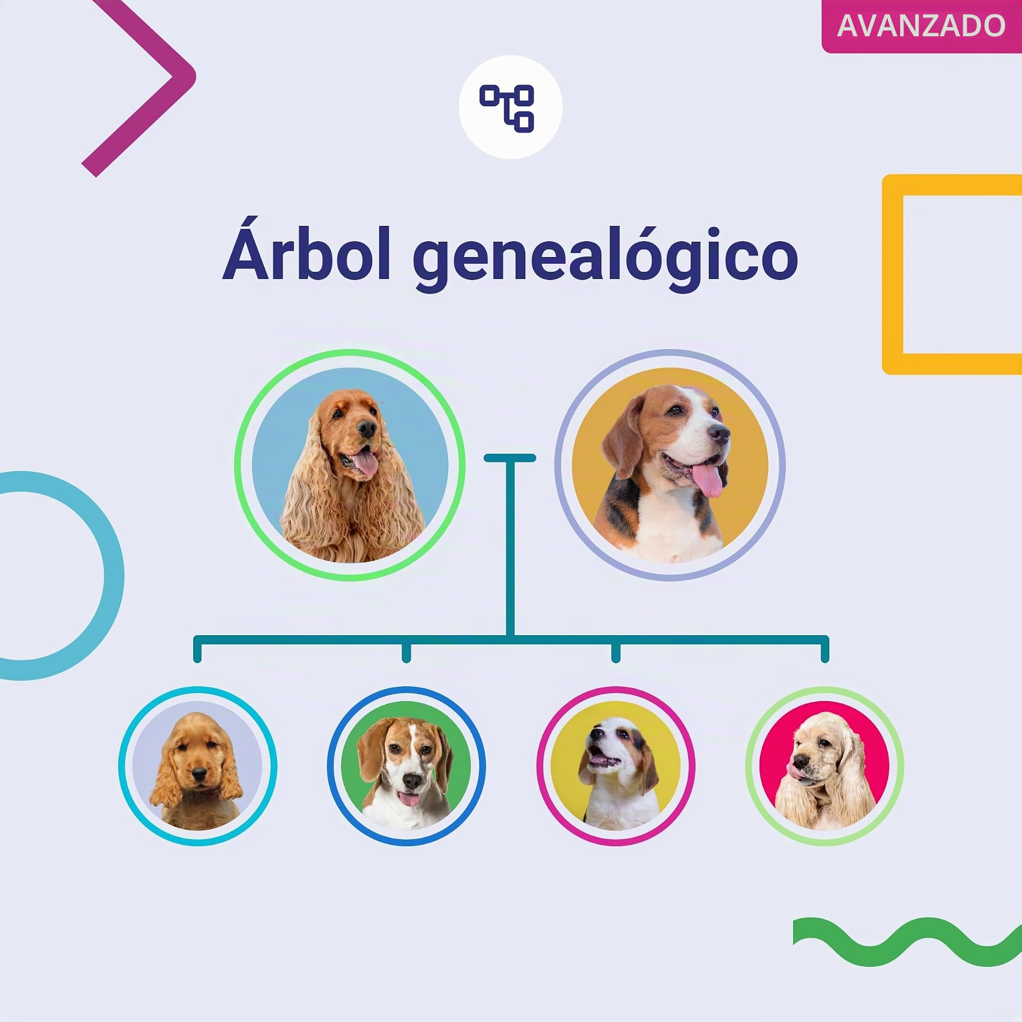 Koko Genetics test ADN perros Advanced (+175 reportes de razas, salud y rasgos). Actualizaciones sin coste
