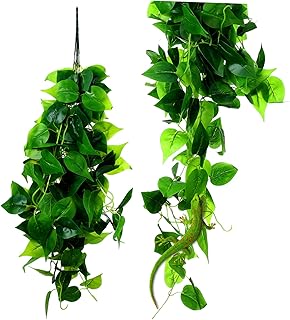 テラリウム用観葉植物（ポトス）