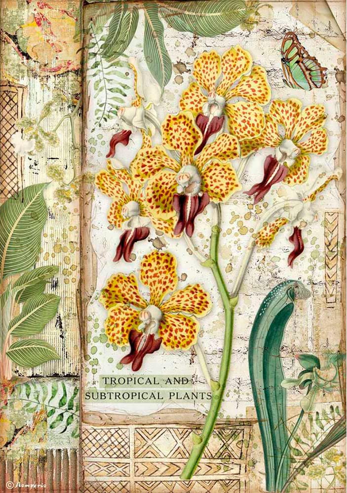 Stamperia International Stamperia-Rice Paper-Amazonia Orchid, Multicoloured, A4