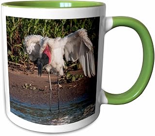 3dRose Jabiru stork with open wings in the Cuiaba River, Pantanal, Brazil 15oz Two-Tone Green Mug
