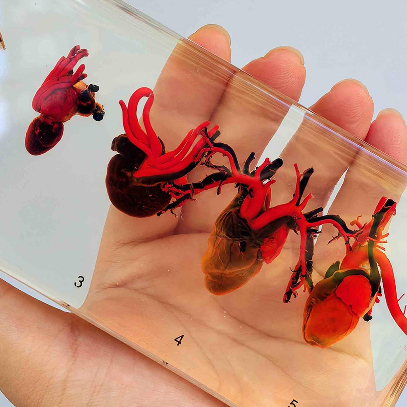 Cinque Classi di Campioni di Cuore - Campione di Confronto di Cuore Conservato - Collezione di Fermacarte per Esposizione di Tassidermia, Trasparente, 16 Cm