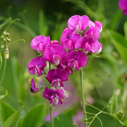 Miniatura 2 de Eden Brothers Semillas de guisantes eternas