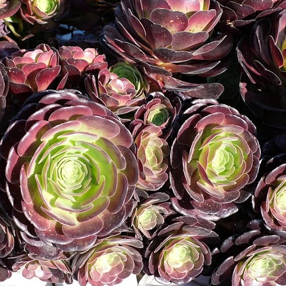 Sempervivum Hardy Seeds Succulent Seeds Raised Beds for Garden Potted