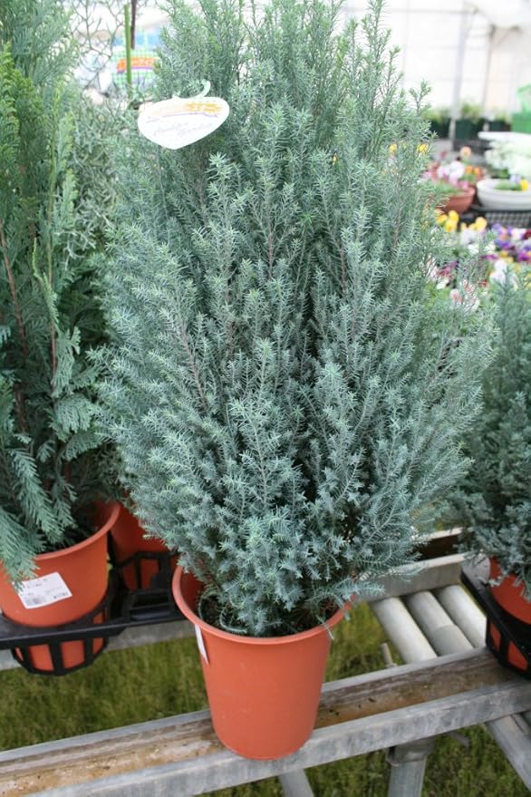 Amazon 花苗 ラッピング込 コニファーシルバースター 5号鉢 送料込価格 花