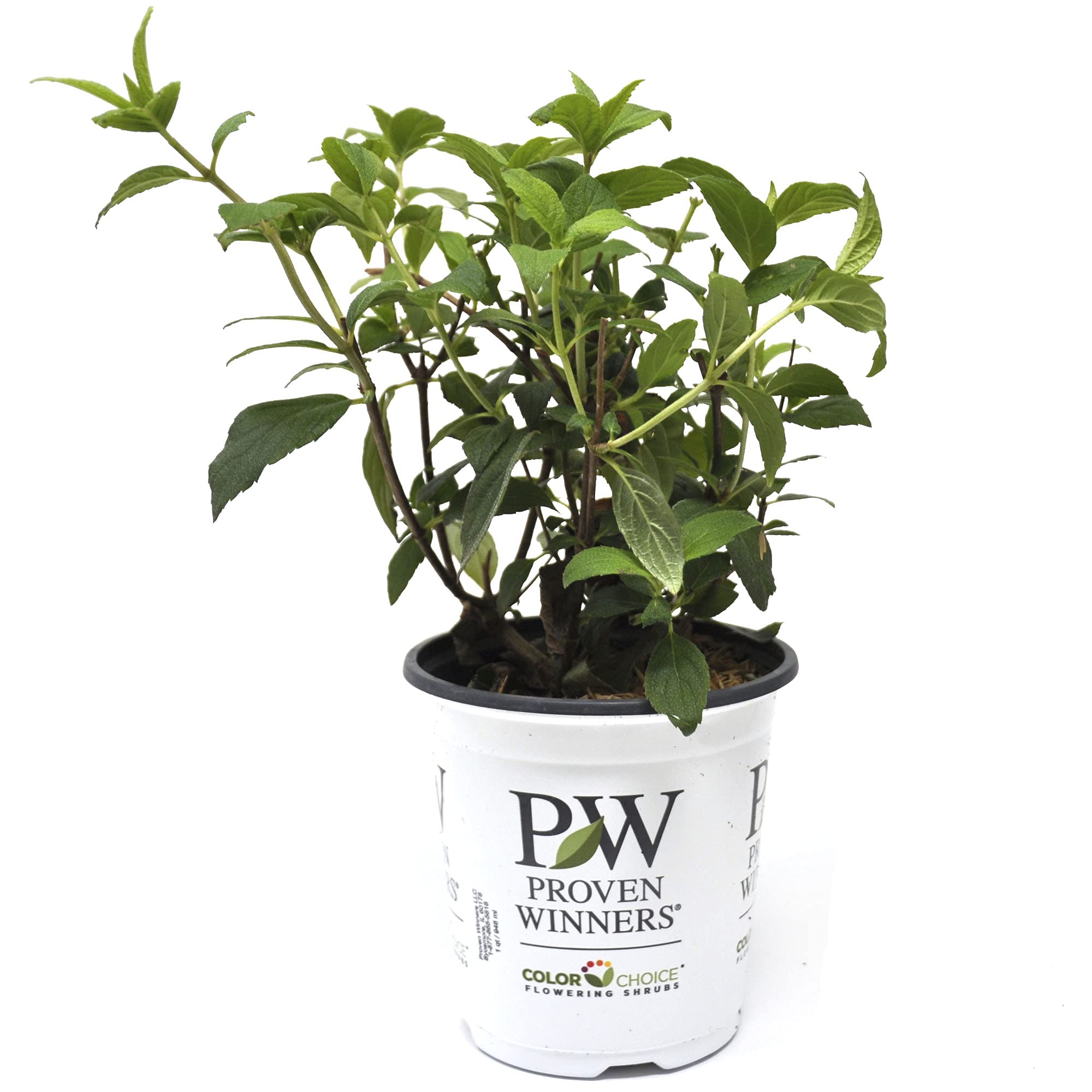 Hydrangea paniculate 'Fire Light Tidbit®' Proven Winners, Panicle Hydrangea, Hardy Hydrangea, Compact Shrub, Easy-Care, ContainerSize: 4.5"