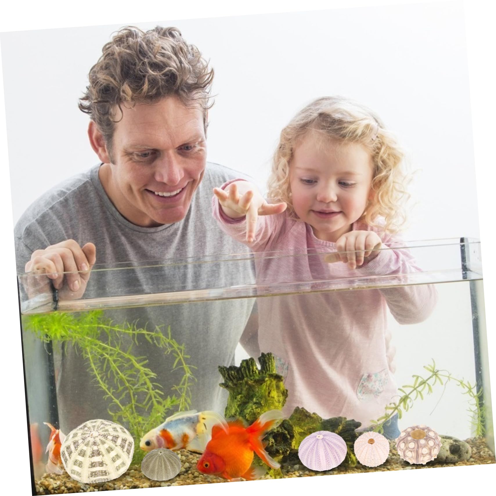 PRETYZOOM 5 Set Conchiglia di Conchiglia Piante Aeree Mescolare Le Conchiglie di Ricci di Mare Decorazioni Ufficio Aquarium Pianta Adornare Decori di Ricci di Mare per La Casa 6 Pezzi * 5