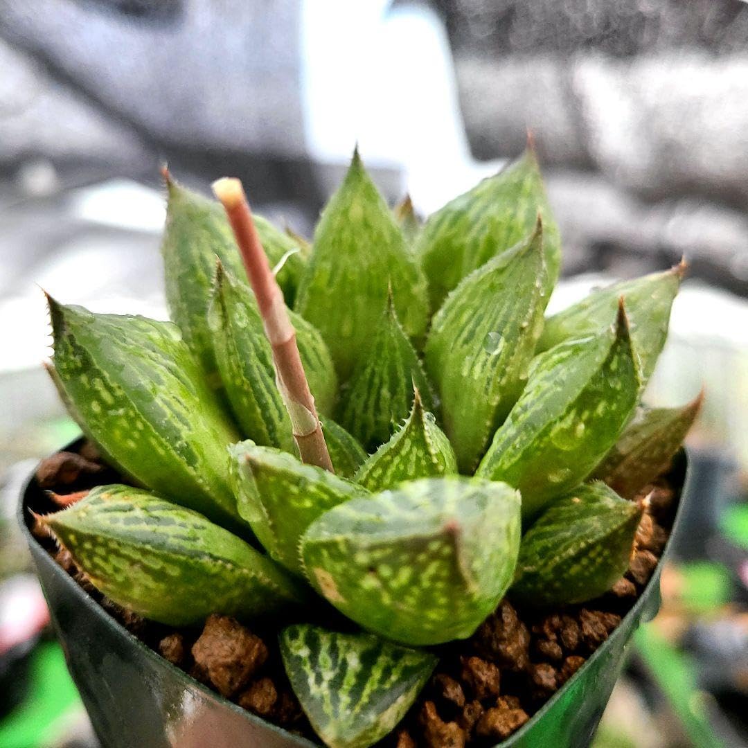 Amazon｜SFM キングイグアナ 多肉植物 ハオルチア アロエ｜観葉植物  