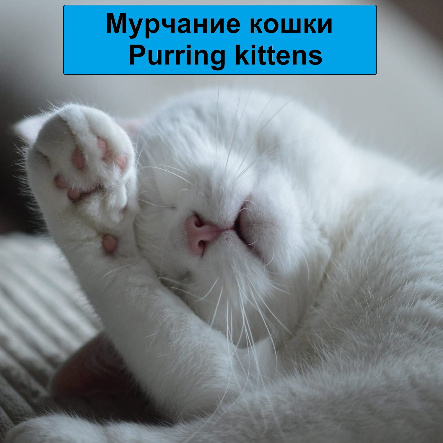 Мурчание кошек