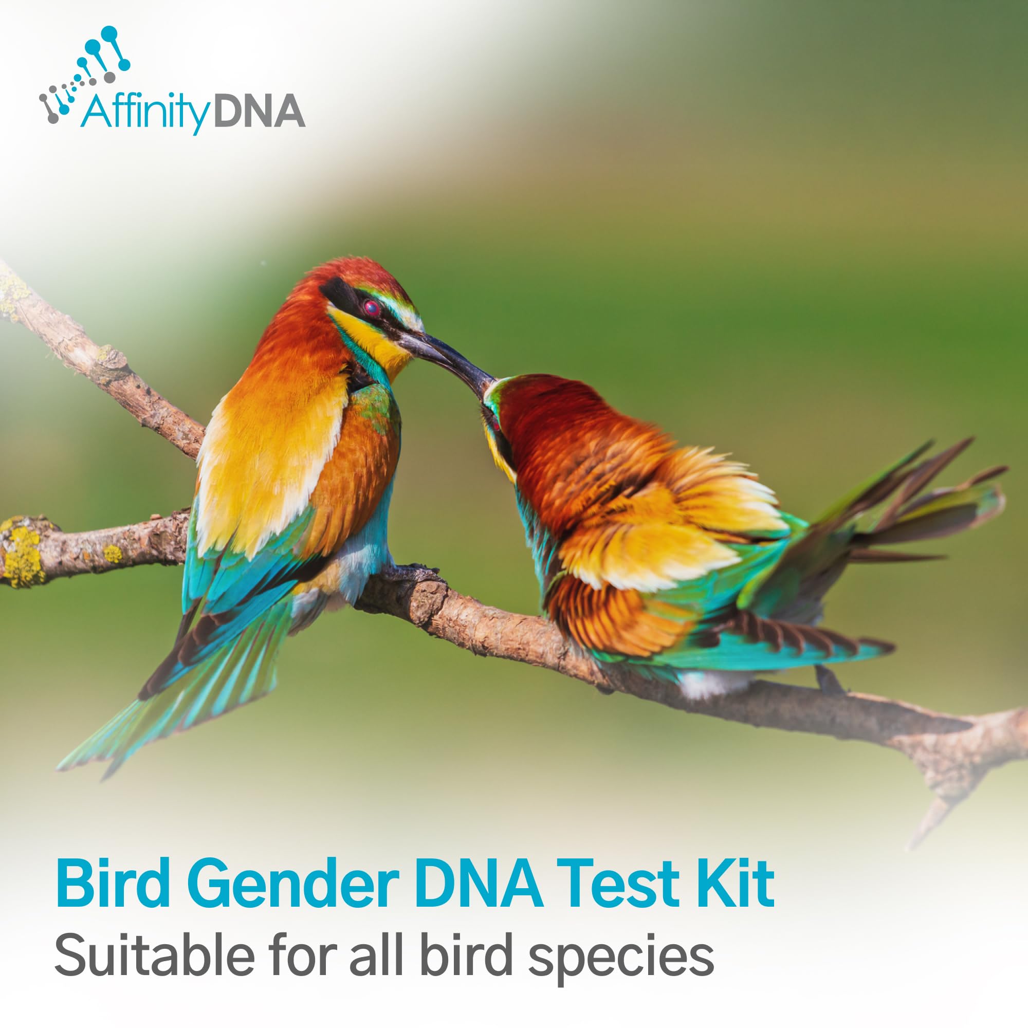 Kit per test del DNA del genere degli uccelli, sesso rapido e accurato degli uccelli a casa, funziona su tutte le specie aviarie, facile raccolta dei campioni, risultati verificati in
