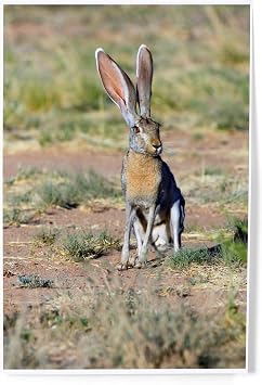 Lantern Press Jack Rabbit, 8x12 Inch Art Print Wall Decor