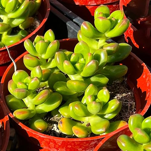Miniatura 3 de Sedum lucidum Obesum de 4 pulgadas suculenta viva totalmente enraizada en macetas con mezcla de tierra planta de casa rara para decoración de bodas