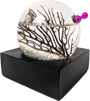 Glass Self Sustaining Shrimp Ecosphere Large with Black Base Christmas Edition Small