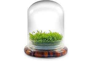 Bloomify Self-Contained Ecosystem Terrarium: A Thriving Sanctuary for Carnivorous Plants