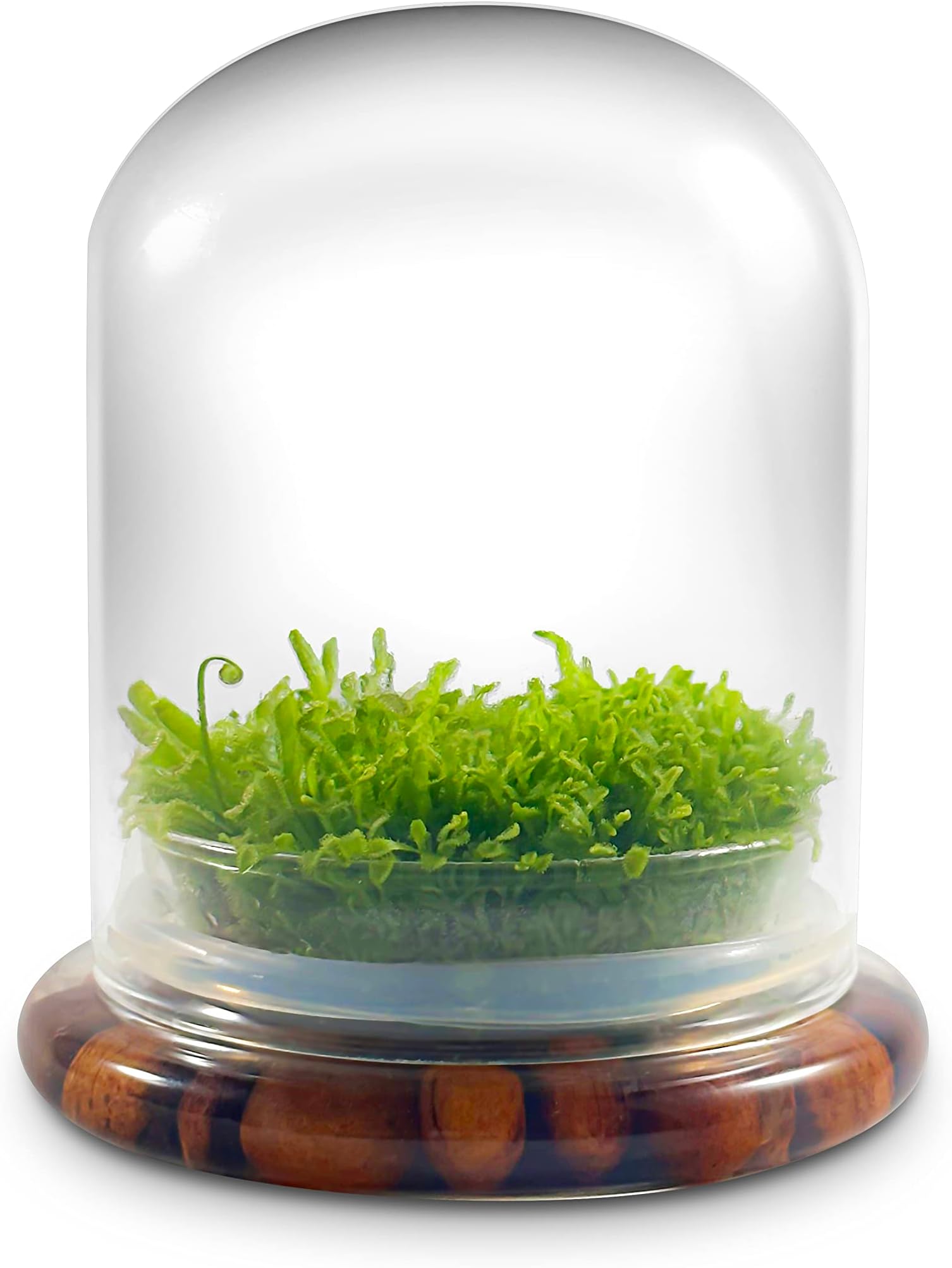 - Bloomify Live Sundew Carnivorous Plants Live – Self-Growing Moss – No Maintenance Terrarium – Long-Lasting - Ecosystem