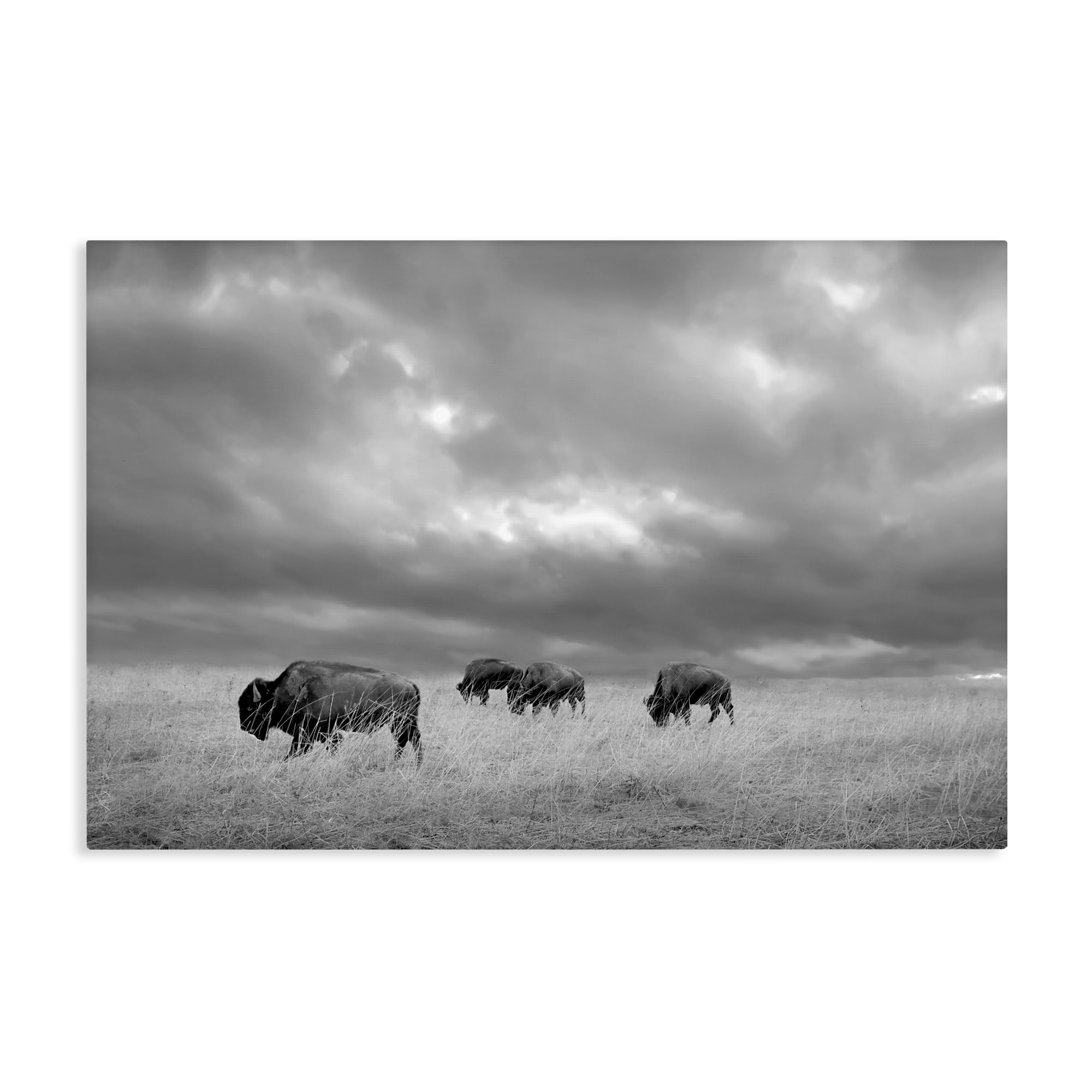 Stupell Industries 'Bisons Under an Autumn Sky', Canvas Art, 24 x 16 Inches, Easy to Hang and Sturdy, Made in USA, by Steve Toole