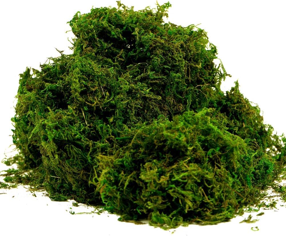 See full amazon price history chart for Lacian Natural Dried Moss Grass Preserved For Pots With The Nice Green Appearance For Home and Garden - 1 KG Lacian Natural Dried Moss Grass Preserved For Pots With The Nice Green Appearance For Home and Garden - 1 KG (B0CBX6YGYL) Amazon Price History, Amazon Price Tracker