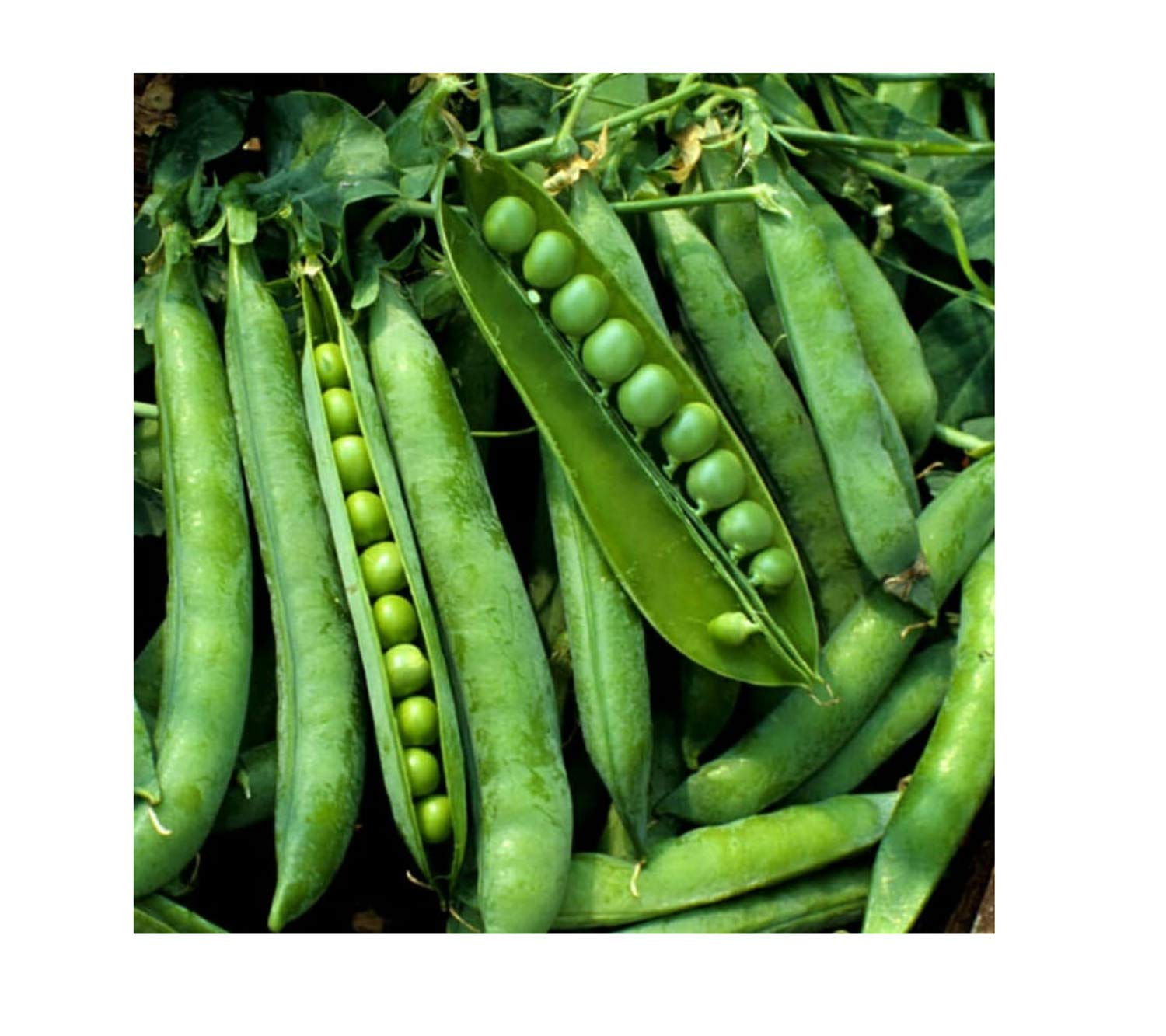 See full amazon price history chart for Healthy harvest Green Peas MATAR Seeds Hybrid Organic Peas Seeds Small Spherical Vegetable Seeds for Home Garden Healthy harvest Green Peas MATAR Seeds Hybrid Organic Peas Seeds Small Spherical Vegetable Seeds for Home Garden (B08F3LQ972) Amazon Price History, Amazon Price Tracker