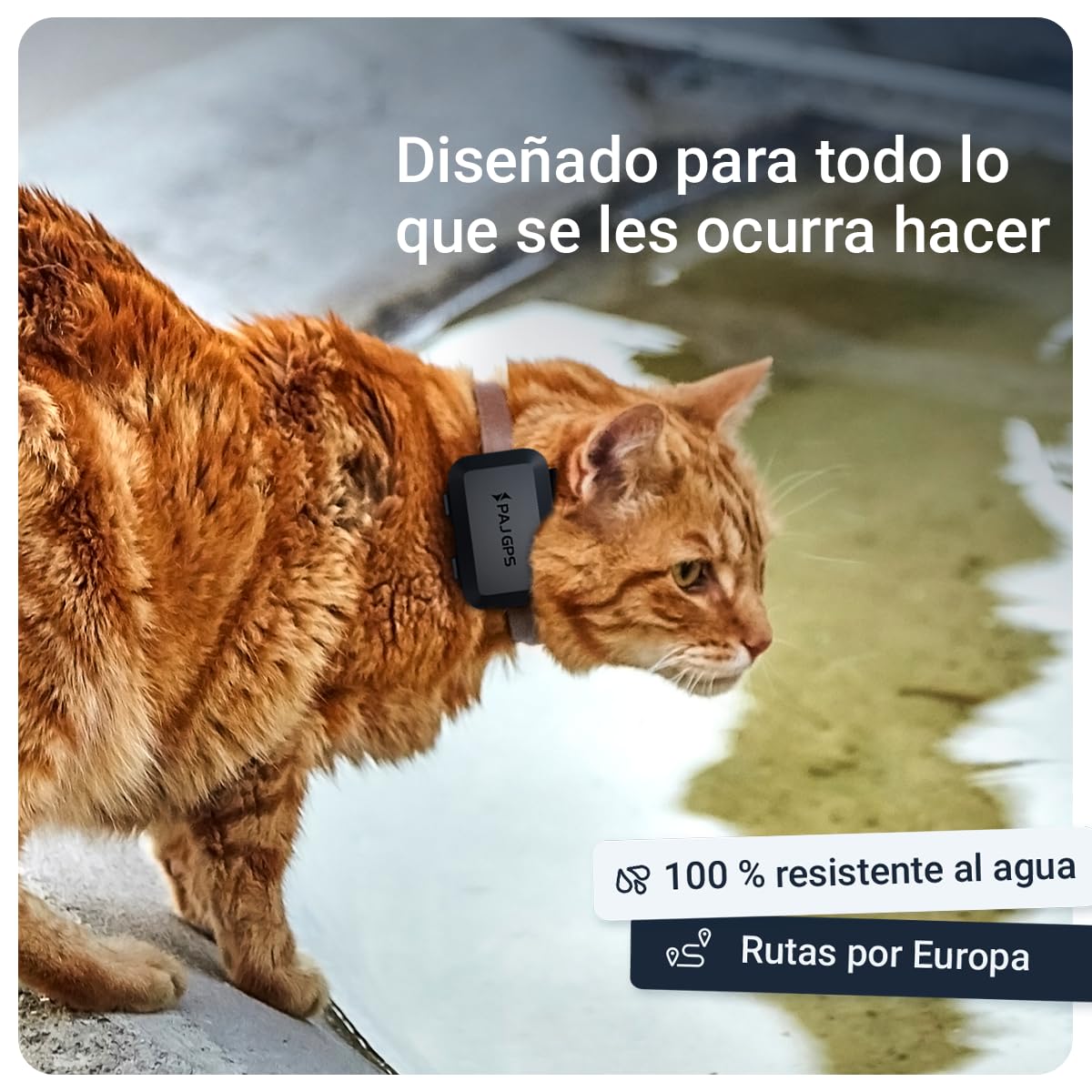 PAJ Localizador GPS Mini para Gatos, Incl. 3 Meses de Suscripción Premium | Tamaño reducido - Seguimiento en Vivo/Alarmas de Fuga - Compatible con Collares y Arneses - Impermeable - Alertas en App