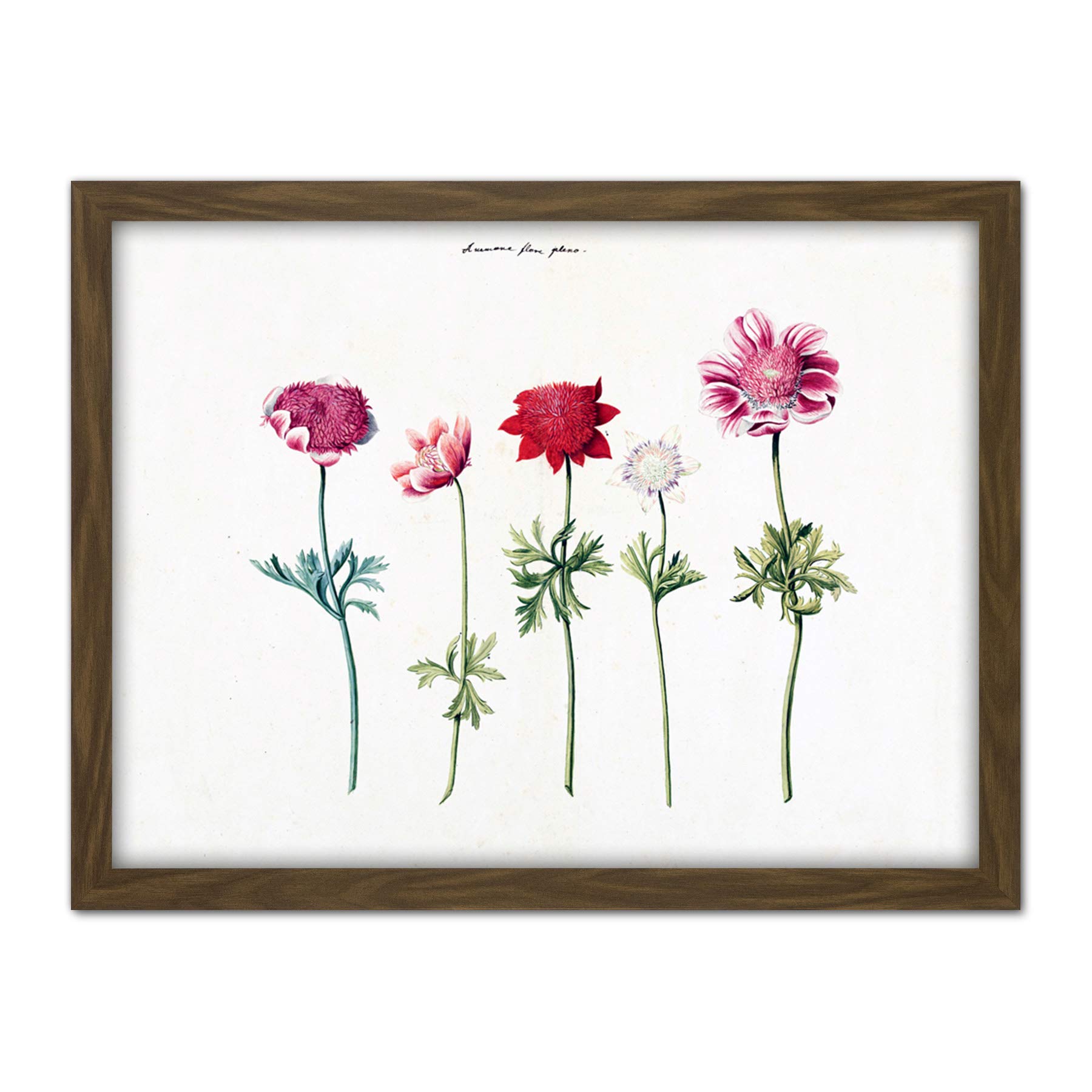 Artery8 Five Studies Of Anemones Pretty Flowers Drawing Artwork Framed Wall Art Print 18X24 Inch
