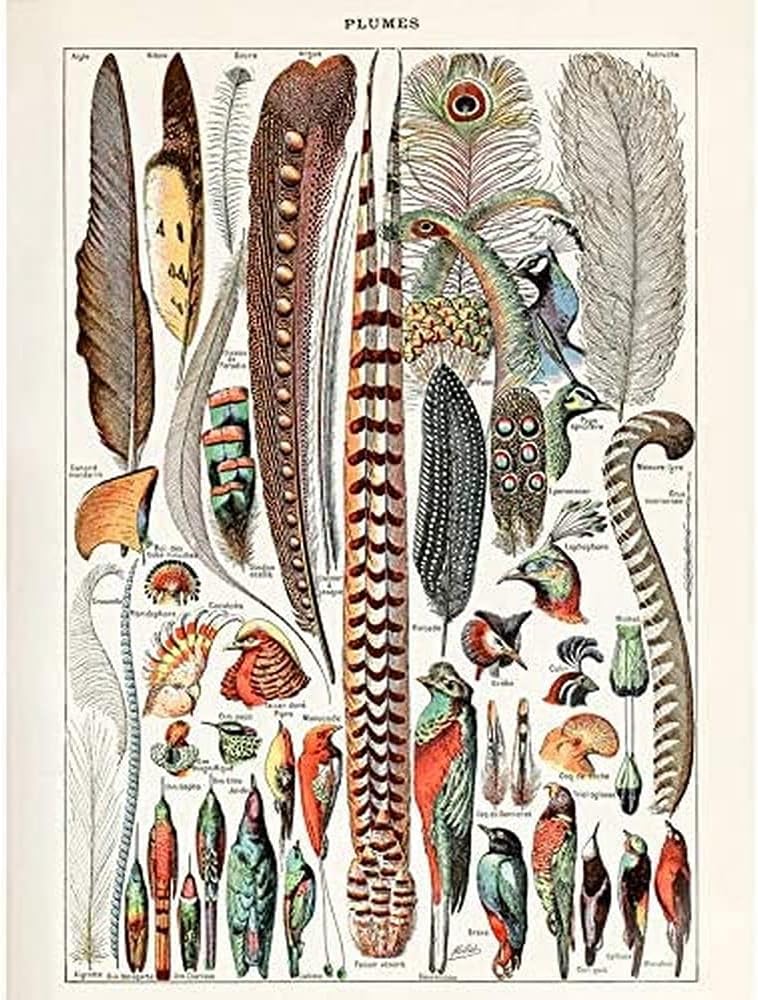 Artery8 Millot Encyclopedia Page Birds Feathers Plumage Unframed Wall Art Print Poster Home Decor Premium