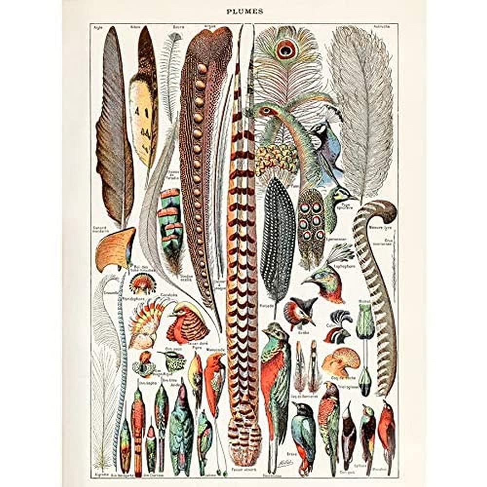 Artery8 Millot Encyclopedia Page Molluscs Shells Art Print Framed Poster Wall Decor 12x16 inch — view 30