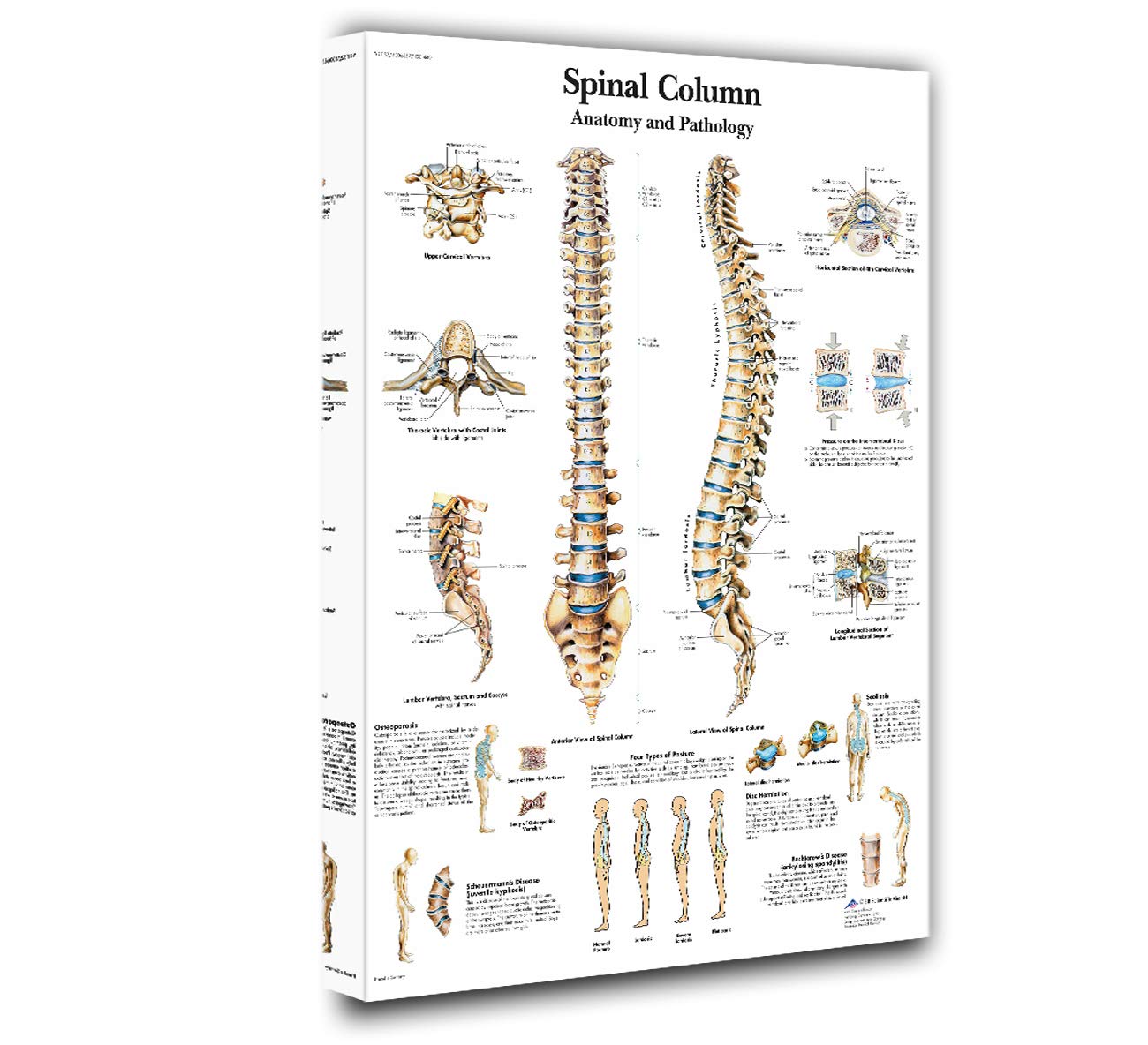 House Decorations Living Room Human Vertebral Column Pictures Cross-section of Spinal Cord Paintings 1 Piece Canvas Wall Art Home Decor Framed Gallery-wrapped Stretched Ready to Hang(16''X24'')