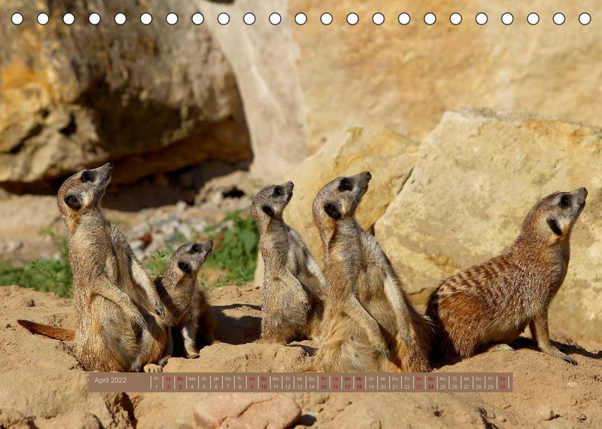 Erdmännchen (Tischkalender 2022 DIN A5 quer): Eine putzige Erdmännchenfamilie (Monatskalender, 14 Seiten ) (CALVENDO Tiere)