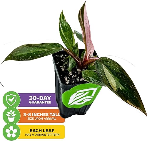 Miniatura 2 de Philodendron "White Princess" - Planta viva abigarrada  Philodendron erubescens by Wellspring Gardens  Plantas de interior raras de interior