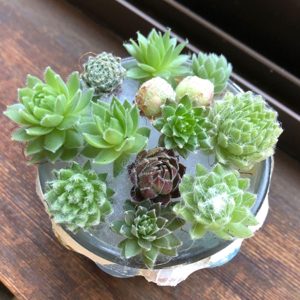 Amazon.co.jp: 多肉植物 センペルビウム 寄せ植えセット カット苗 寄せ 