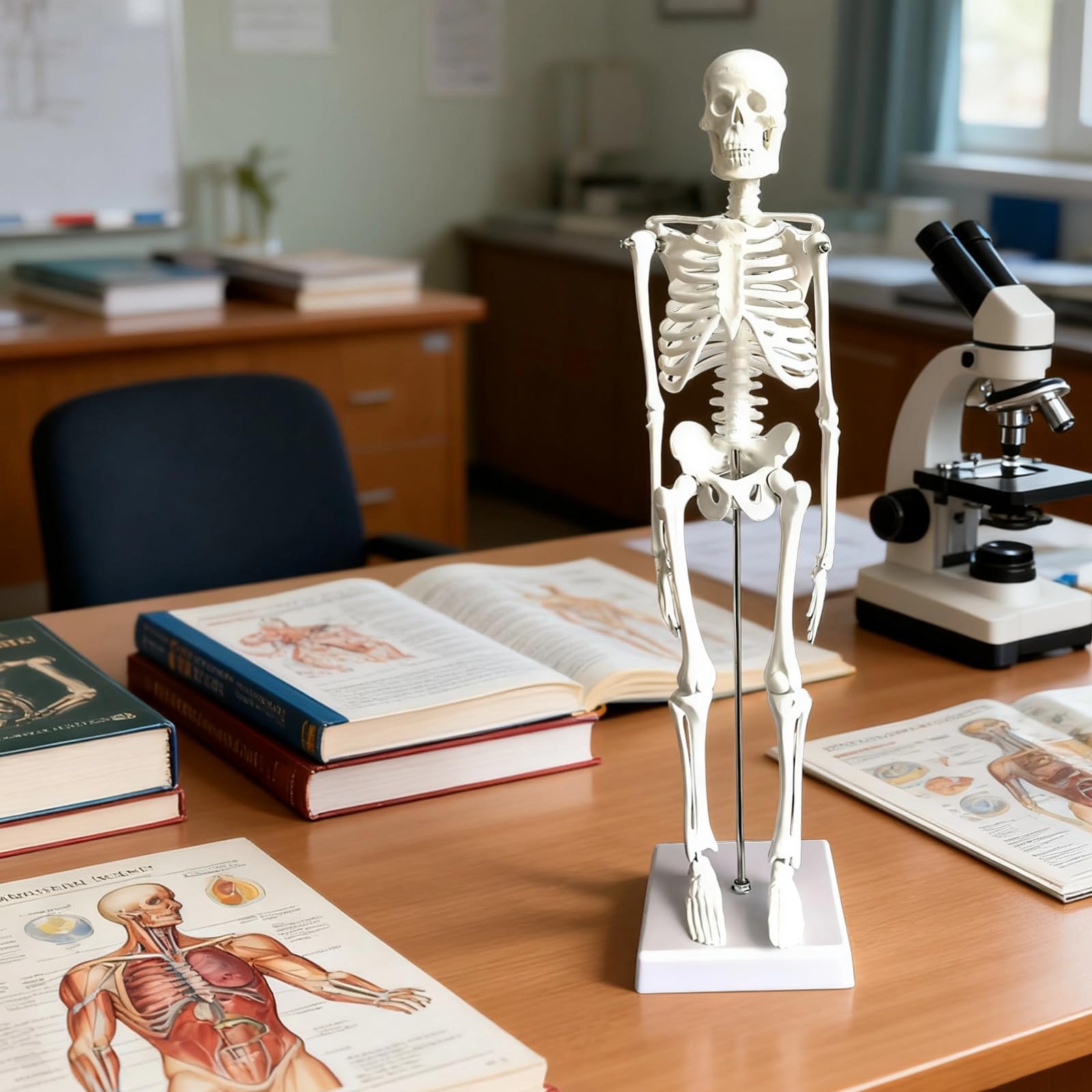 Menschliches Skelettmodell, 45 cm, bewegliche Arme und Beine, anatomisches Skelett mit Standfuß, Ganzkörper Modell für Schüler und Lehrer, aus PVC