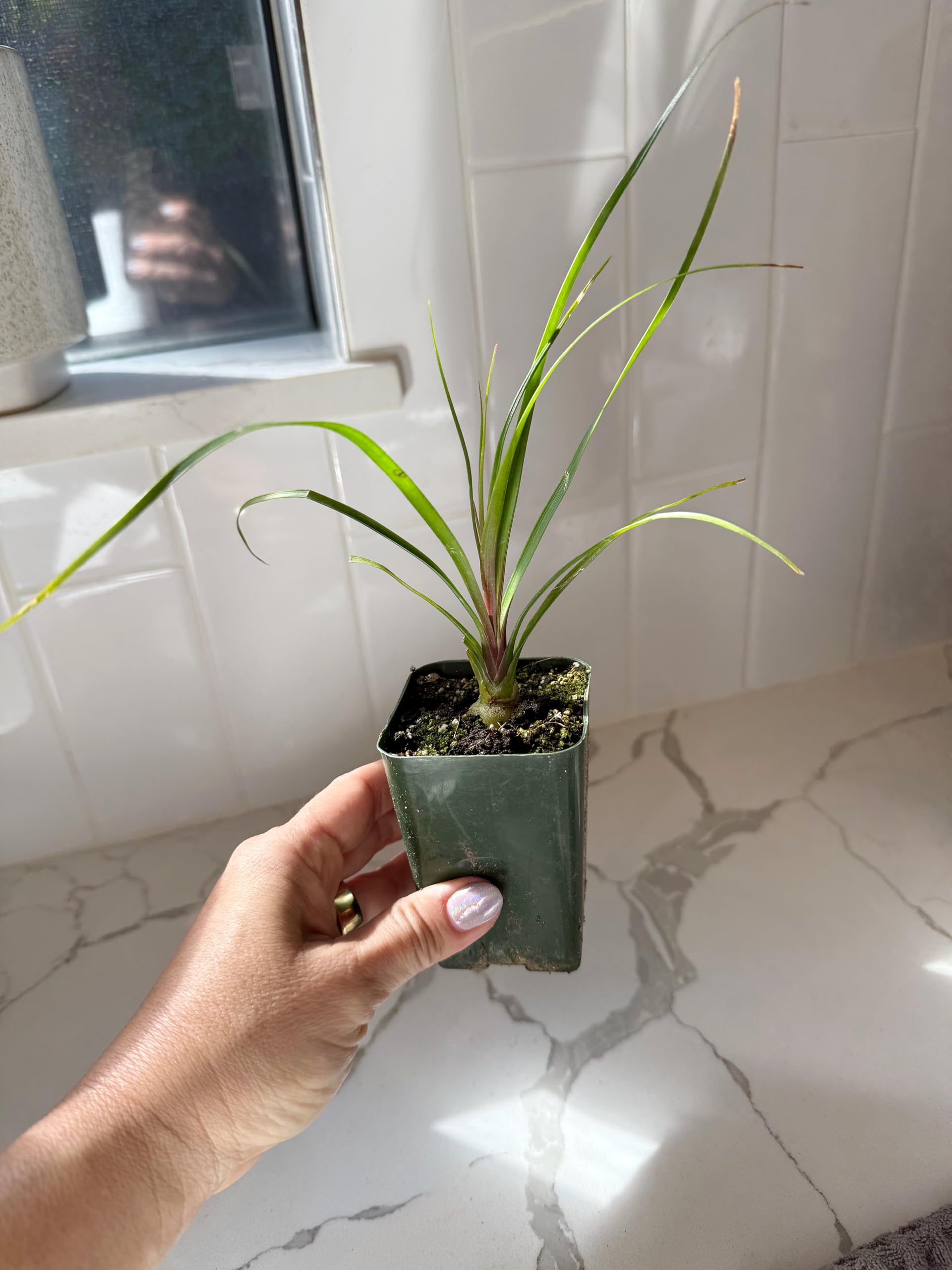 where to buy a prayer plant Red Prayer Plant