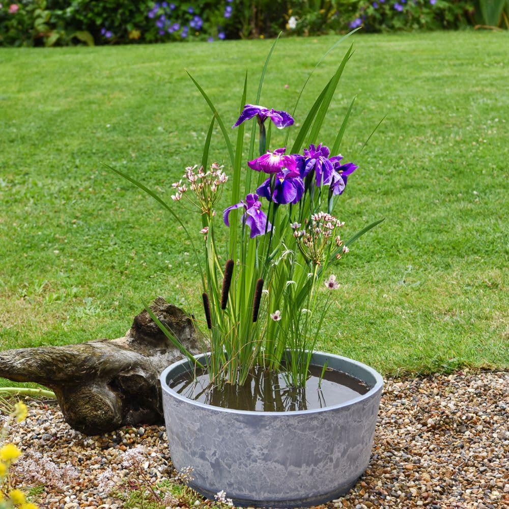 Dry Mixed Basket Insects + Caesar Bowl Marble 46cm - Includes 3 Wildlife-Friendly Pond Plants, Basket, Soil & Gravel for Dragonflies & Insects to Thrive, 1 x 1 Pond Kit by Thompson and Morgan