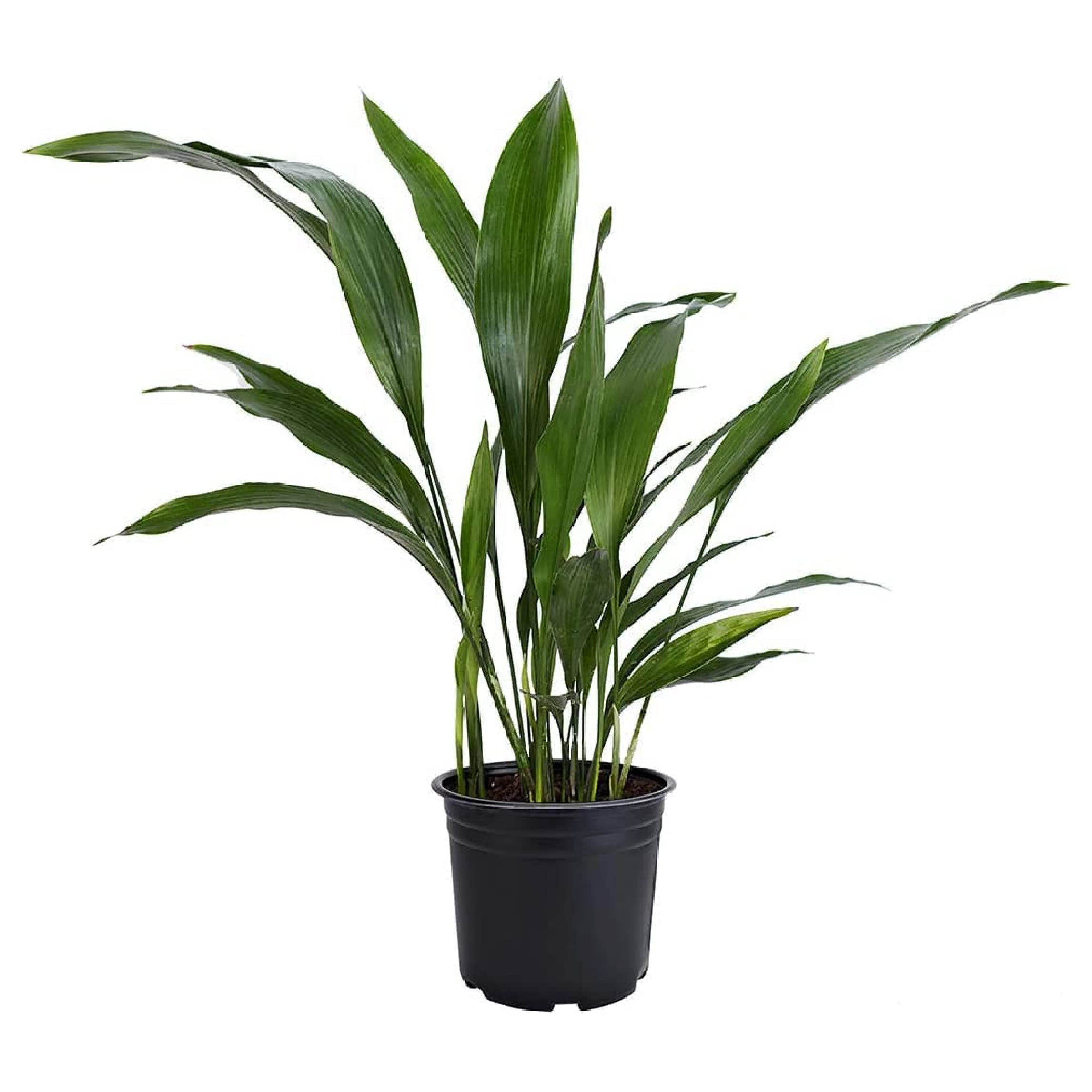 American Plant Exchange Cast Iron Plant