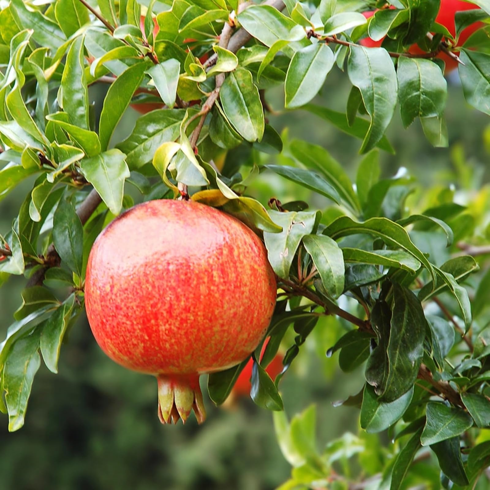 Pomegranate Tree, Excellent Display,Natural Organic, Good for Containers,Greening Flower-1 Root