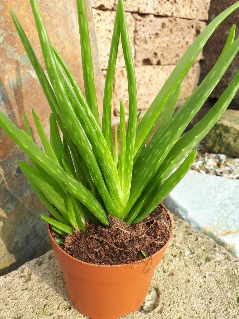 Real Aloe Vera / Sweet Aloe Barbadensis Miller, Medicinal, Abundant  Foliage, 30cm : Amazon.de: Garden