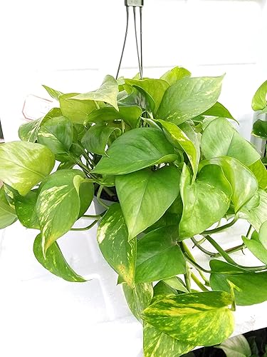 Golden Devil's Ivy - Pothos - Maceta colgante de 8 pulgadas - Muy fácil de cultivar única de Jmbamboo