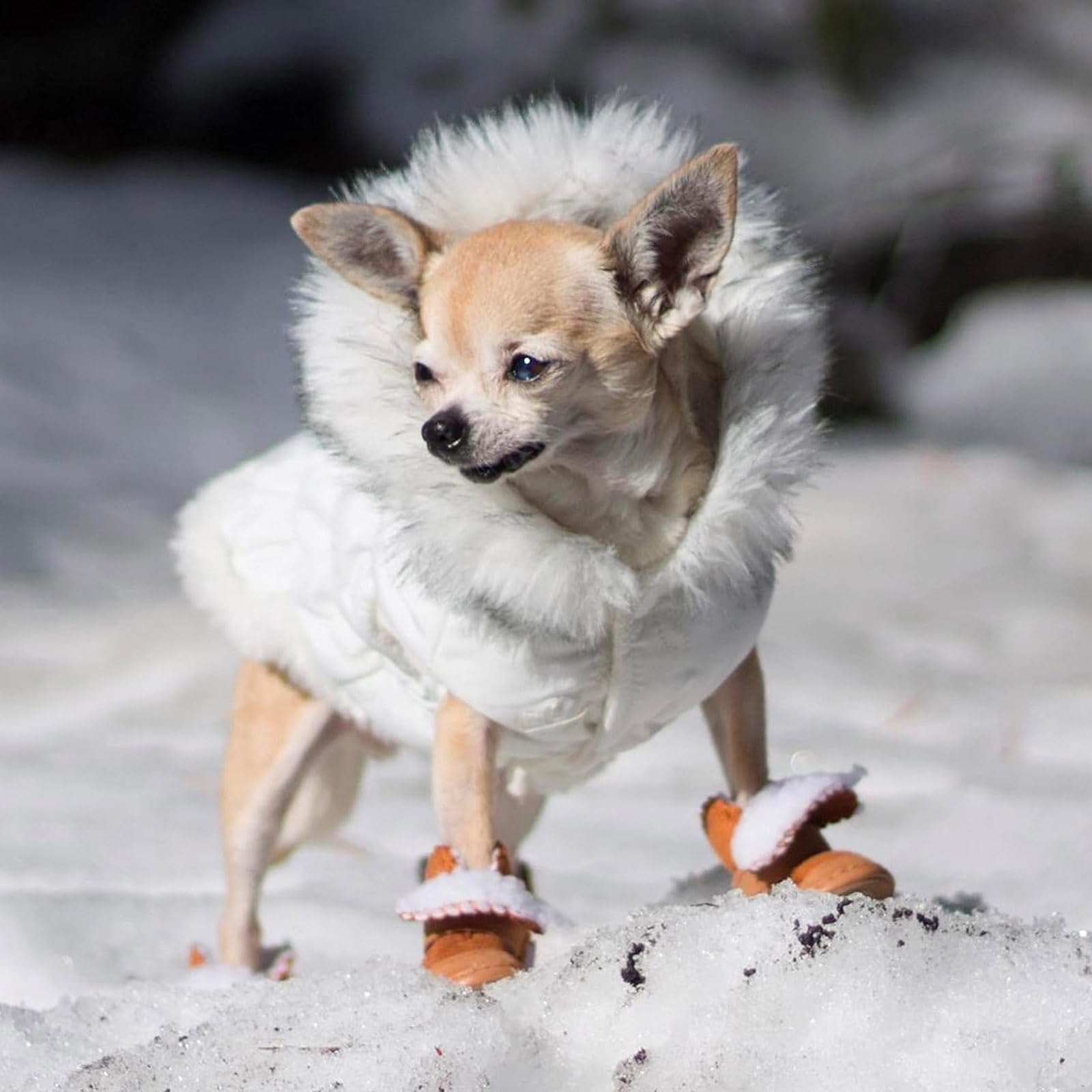 Calzini per Cani Impermeabili Antiscivolo per Evitare di Leccarsi Le Zampe per Pavimenti in Legno, Scarpe per Cani per Proteggere Le Zampe del Marciapiede Freddo E Caldo,Marrone,M