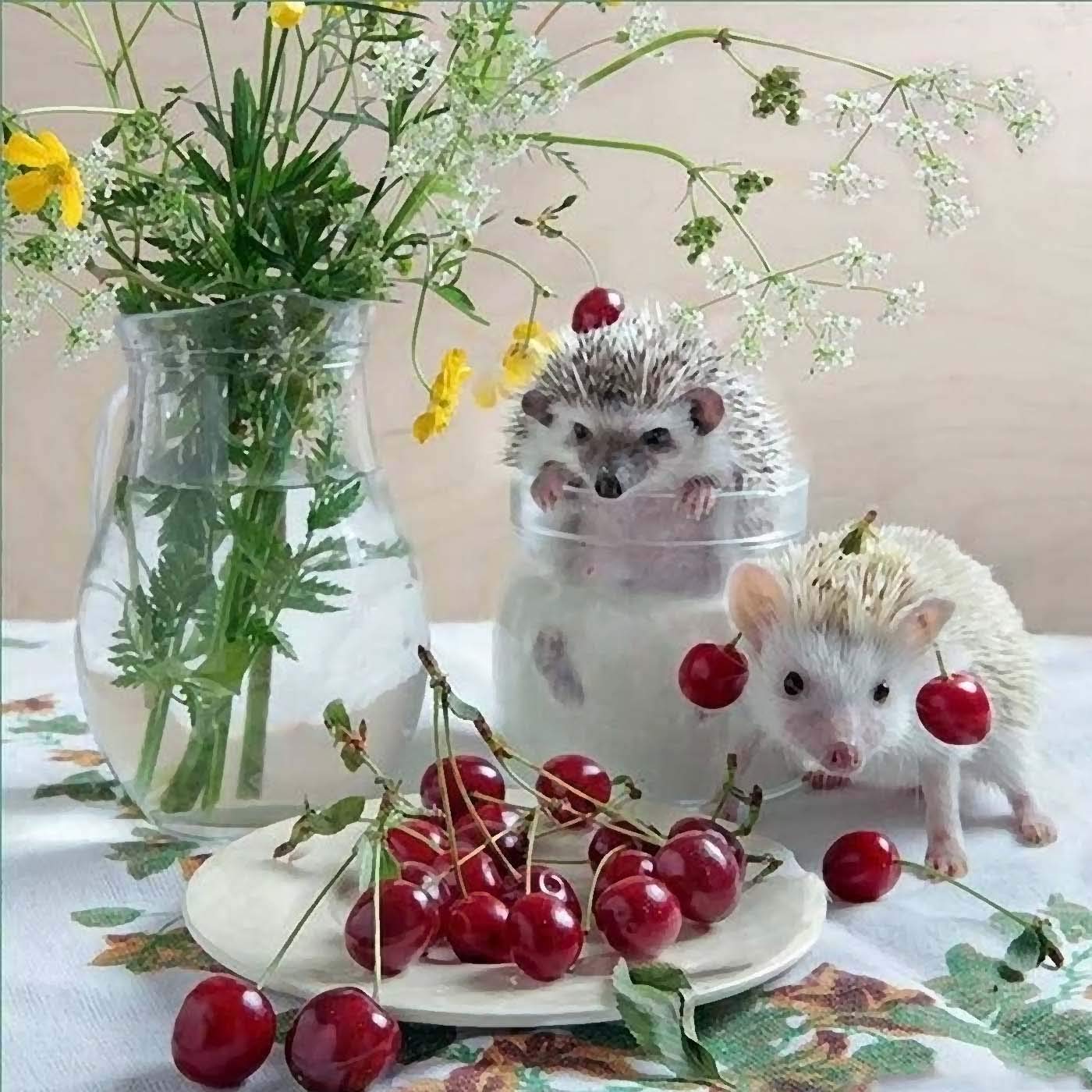 Kaliosy 5D Diamond Painting Cherry a Hedgehog by Number Kits Paint with Diamonds Art, DIY Crystal Craft Full Drill Cross Stitch Decoration 14x14inch (X24682)