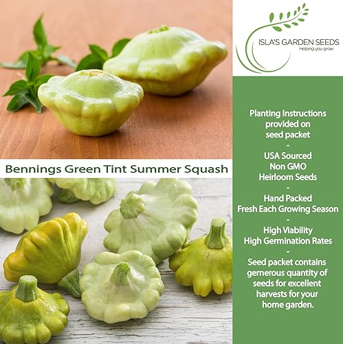 Miniatura 2 de Bennings Green Tint Summer Squash, 30 semillas tradicionales por paquete, Patty Pan Squash, semillas sin OMG, nombre botánico: Cucurbita Pepo,