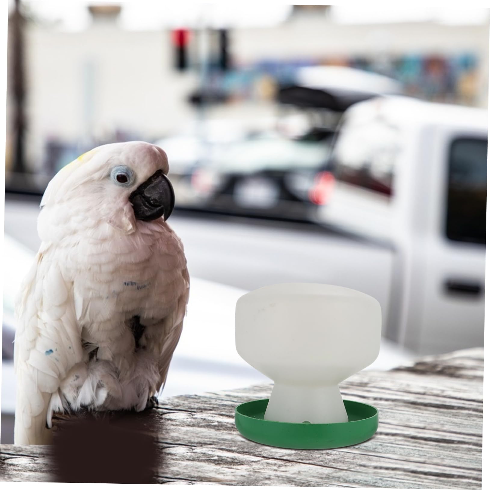Housoutil 6 Pièces Abreuvoir À Pigeons Cage À Oiseaux Distributeur d'eau Outils d'alimentation De Perruches Fournitures pour Animaux De Compagnie Accessoires pour Oiseaux Calopsittes