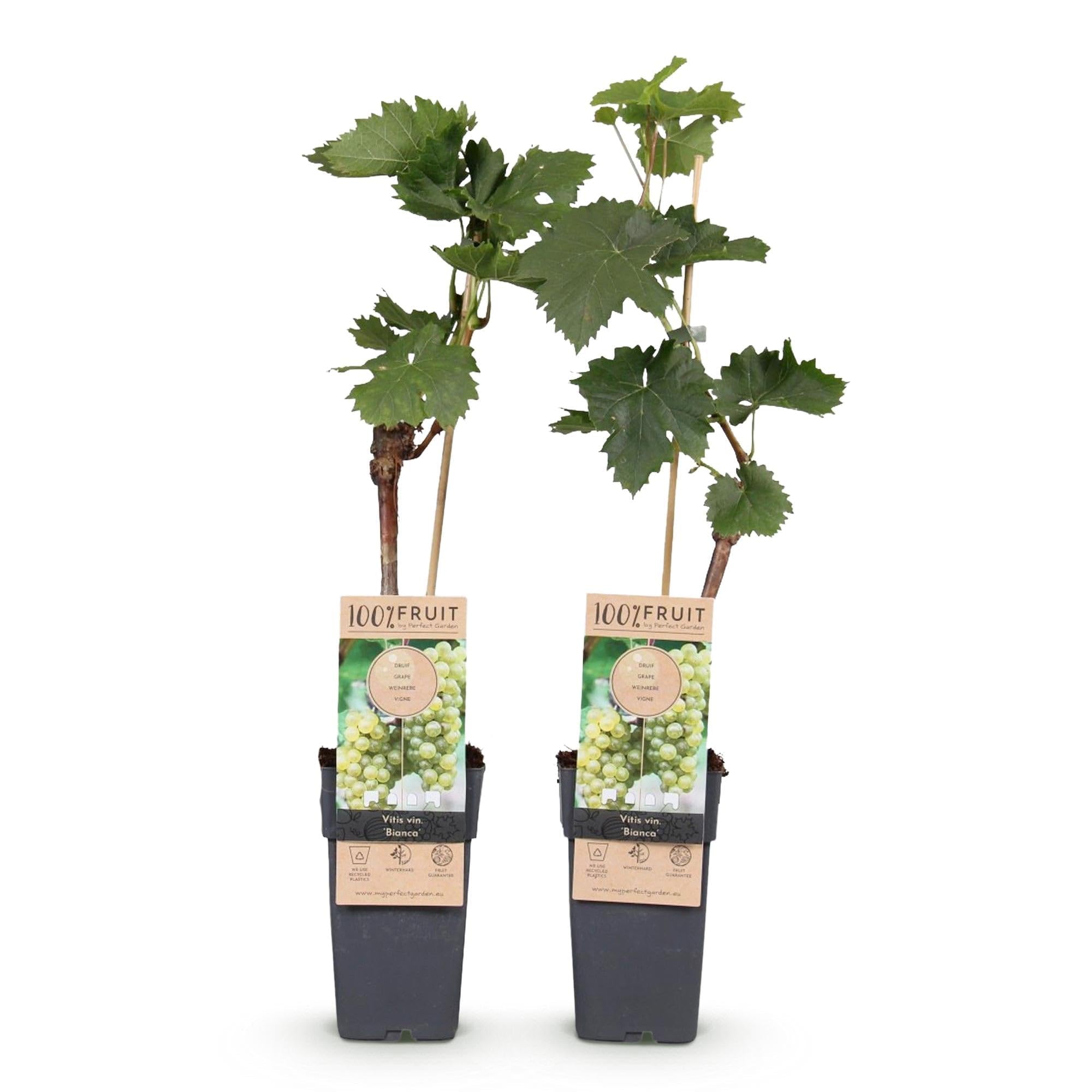 Winorośl Vitis vinifera 'Bianca' – białe winogrona – 2 rośliny – Ø 15 cm – wysokość ok. 50 cm – słodkie winogrona stołowe – łatwa w pielęgnacji roślina owocowa do ogrodu i na balkon – bogata w