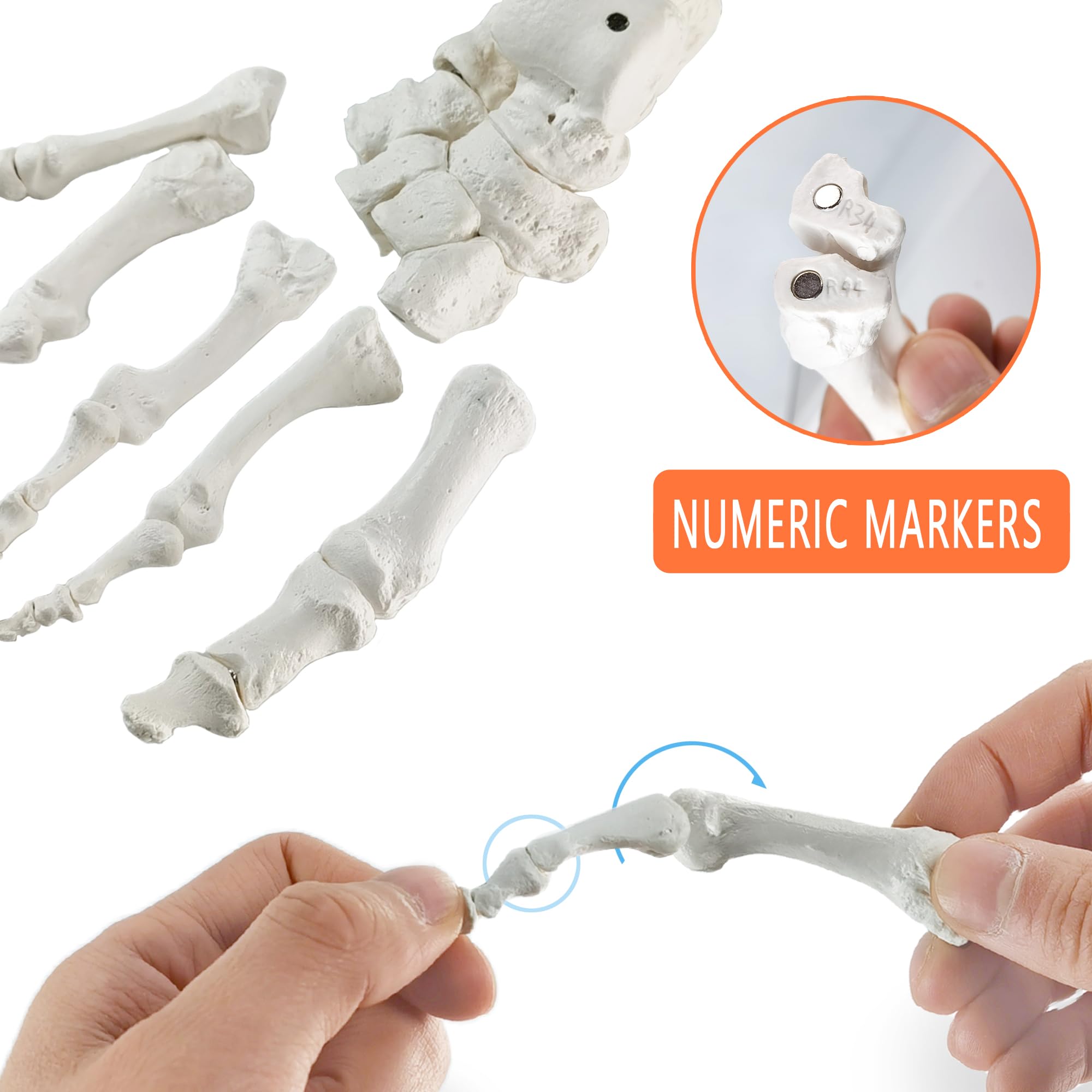 EVOTECH SCIENTIFIC Modello del piede del magnete, Modello anatomico del corpo umano, 2024