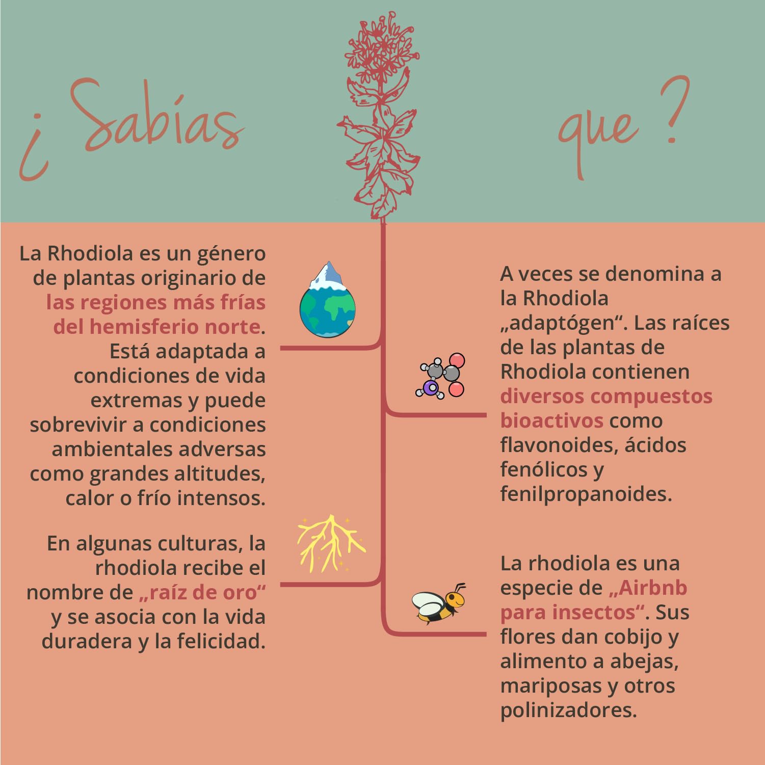 Rhodiola Rosea PLUS Vegavero® | Con Ginseng Siberiano + Fo Ti (He Shou Wu) | Nootrópicos, Memoria, Concentración | Sin Aditivos | 120 Cápsulas | Vegano