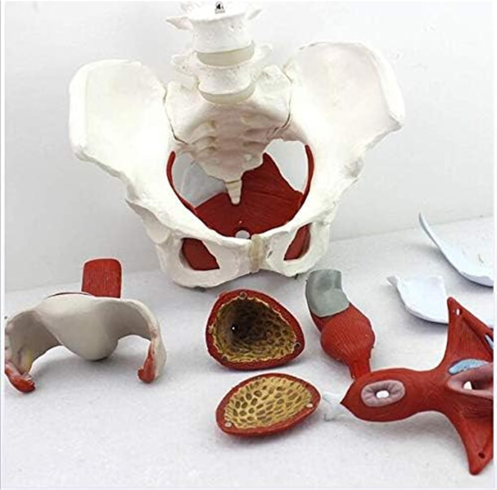 KJMWXOP Female Pelvis Anatomical Model, Female Pelvis Model With Pelvic Floor Muscles And Organs, Perineal Model, Female Anatomy Model For Science Education