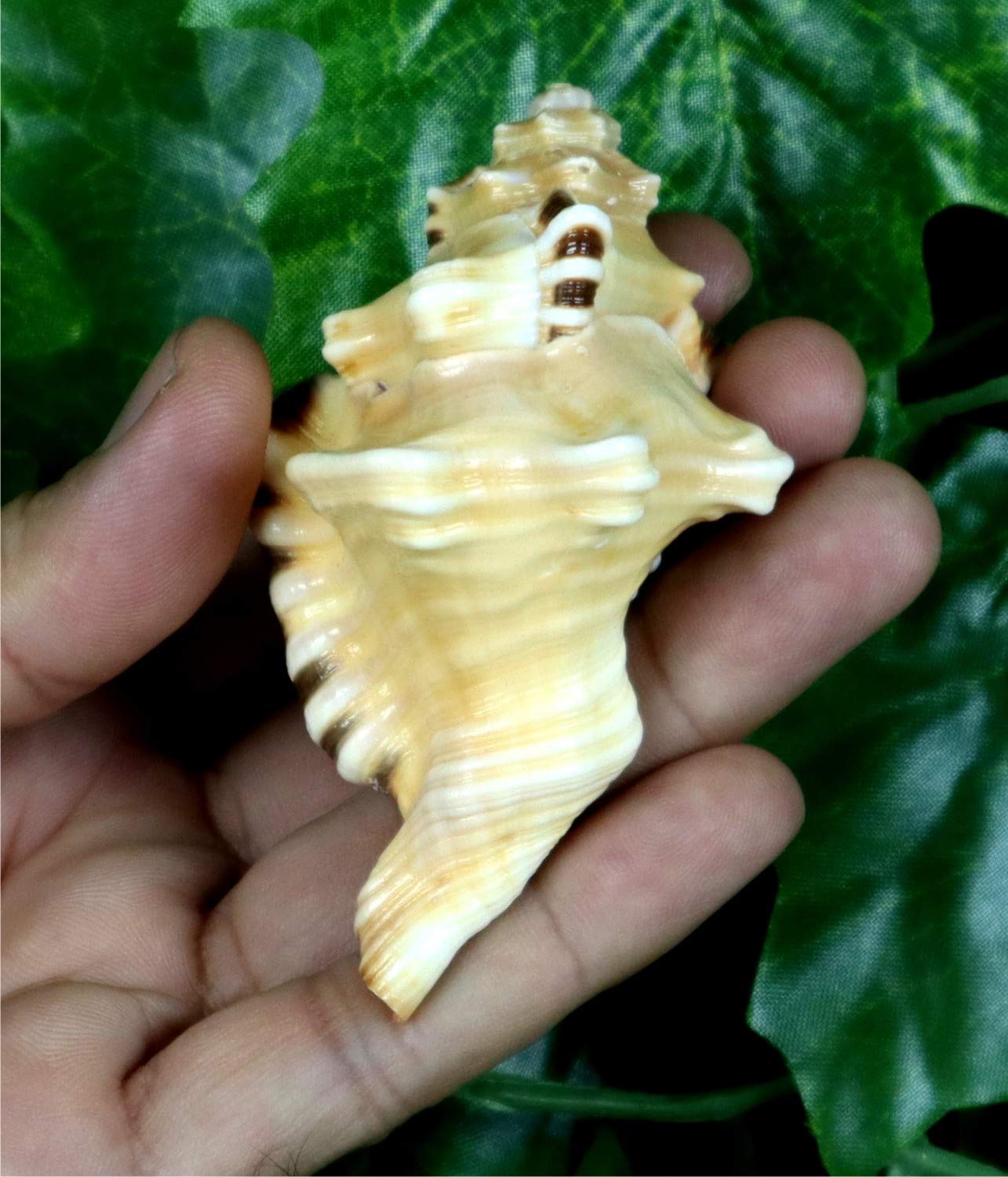 ASHIRWAD Ganesh Shankh Coque de conque pour rituel Puja, Ganesha Mukhi Varti, Ganpati, Bhakti, Aarti Shankha (7,6 cm dans une pochette)