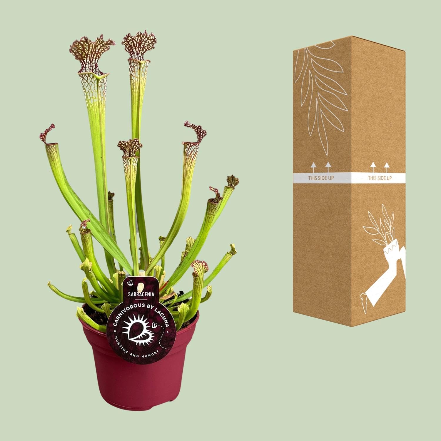Sarracenia farnhamii - 30-40cm - Ø12cm - Plante d'intérieur - Vert persistant