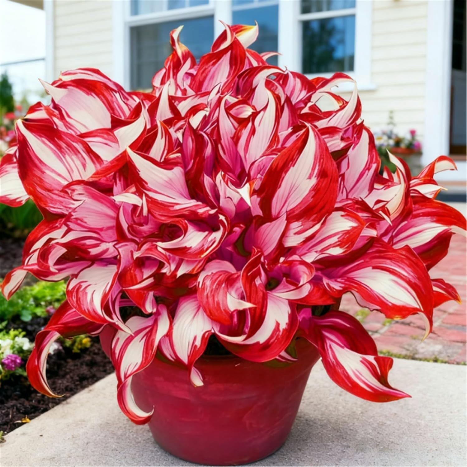 Refined Hosta Bulbs Perennial UK, Rare and Beautiful Hostas Rhizome in Bulk,Planting for Stunning Garden Displays-4 Bulbs-G