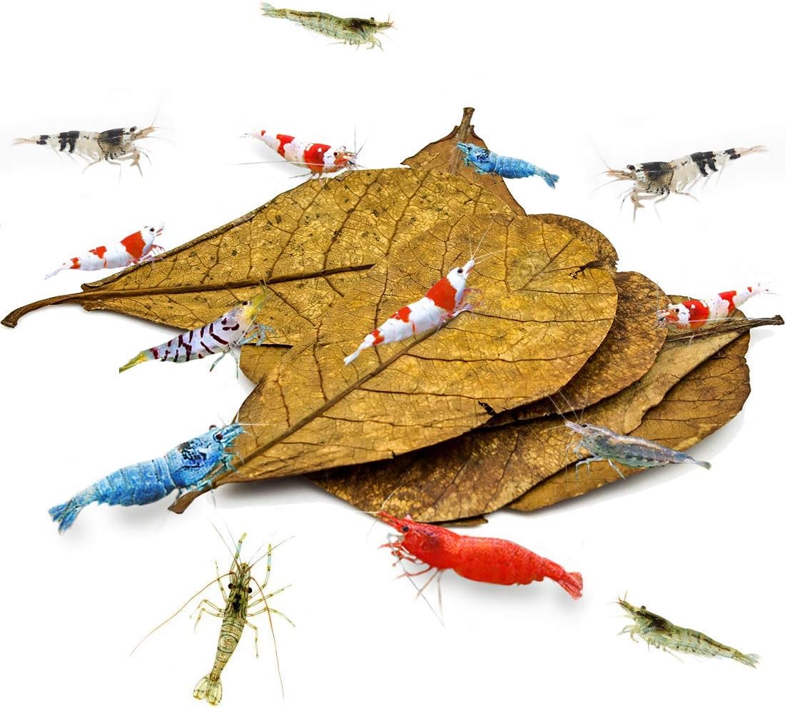 SunGrow Medium Shrimp Indian Almond Catappa Leaves, Provide Shelter and Food in Fish Aquarium Tank, Additional Source, Perfect for Breeding and Hiding (Medium (5", 10 Leaves))