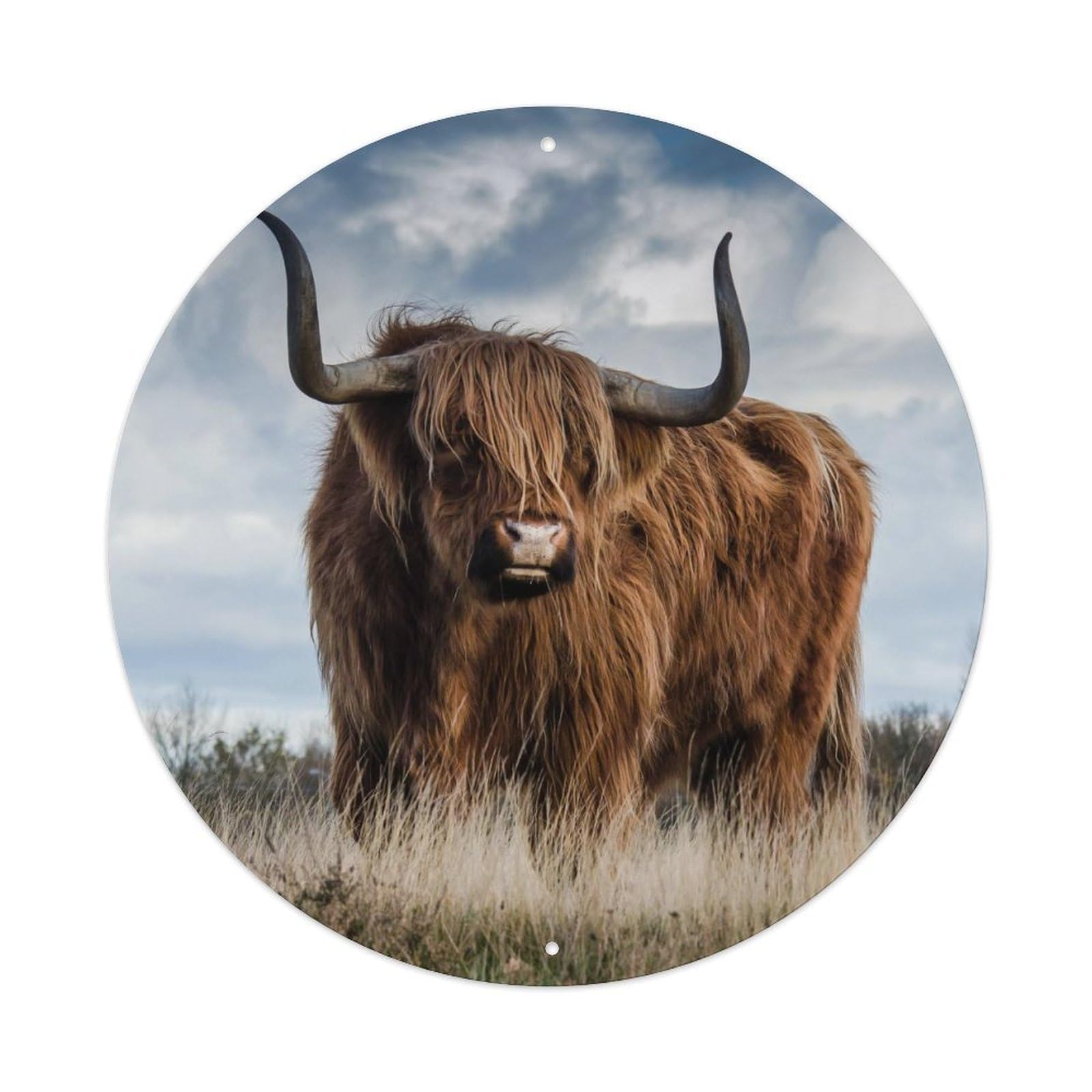 Scottish Highland Cattle Zen Western Ranch Metal Tin Sign