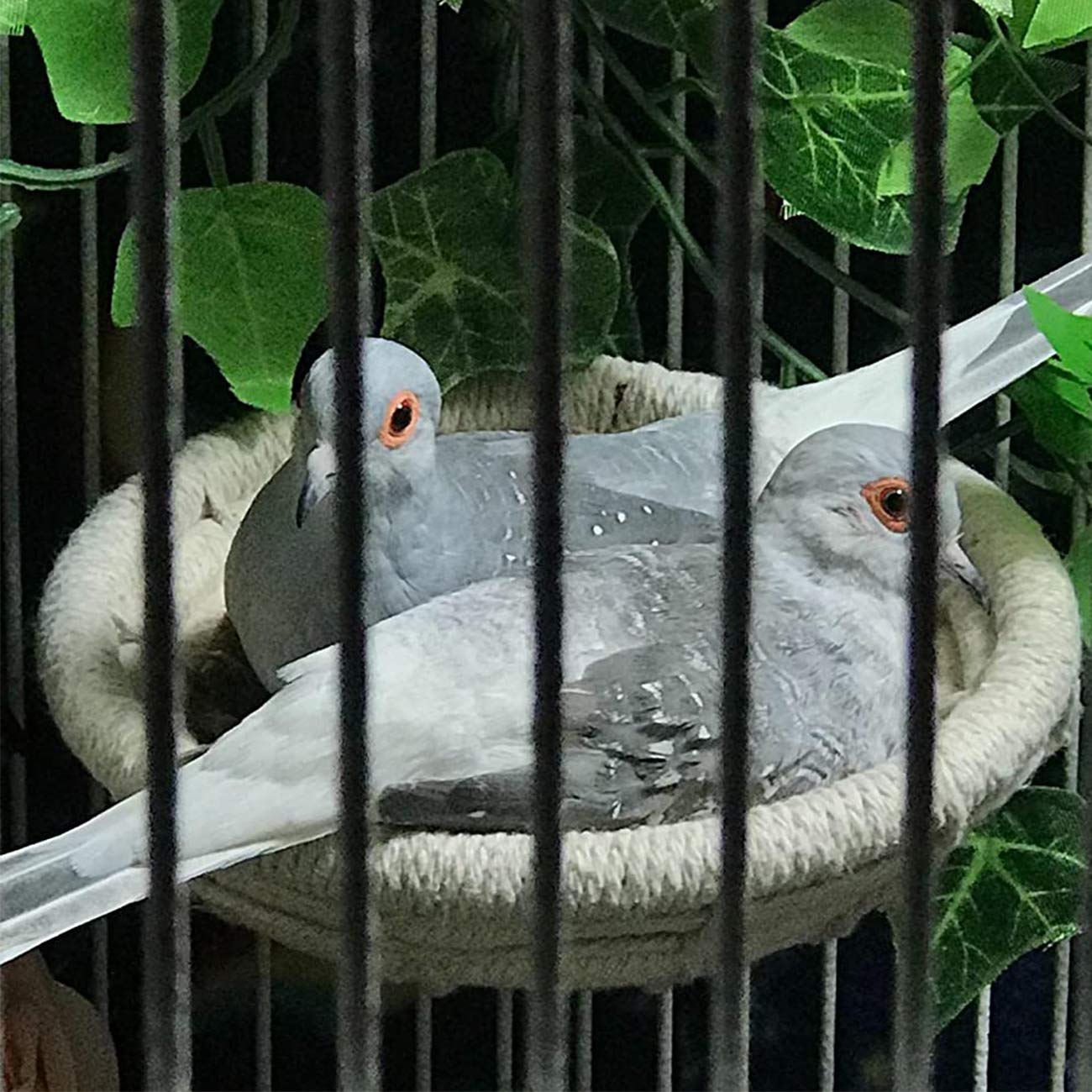 Vogelkooi Nest Katoen Weave Hennep Touw Vogelhuis Bed Uitkomen Nestkast met 2 Bevestigingsschroeven Papegaai Kooi Uitbroeden Nestkast voor Budgie Valkparkiet Dwergvogel
